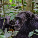 Chimpanzee Trekking In Uganda: Best Routes & When To Go