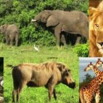 3 Days Queen Elizabeth Wildlife Safari In Uganda