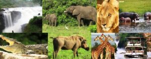 3 Days Queen Elizabeth Wildlife Safari In Uganda