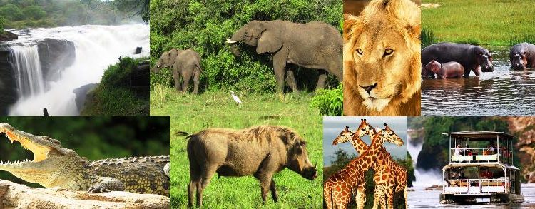 Murchison Falls National Park is Uganda’s largest and oldest protected area, covering 3,840 square kilometers. Located in the northwest of the country, it is a ...