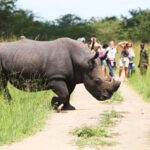 4 Days Murchison Falls and Rhino Tracking Safari In Uganda