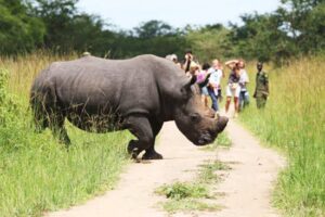 4 Days Murchison Falls and Rhino Tracking Safari in Uganda