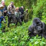 Top Wildlife Safaris In Uganda: Where To See Elephants, Lions & Rhinos