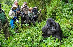 15 Days Wildlife, Primate & Batwa Experience