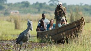 Best 14 Days Uganda Safari Route For Adventure Travelers