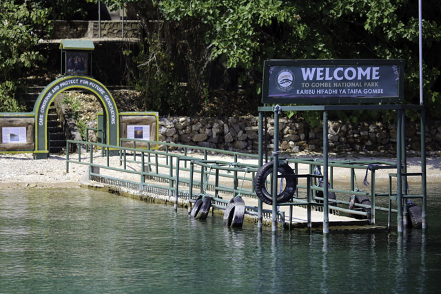 Gombe Stream National Park - 4x4 Rent A Car Uganda