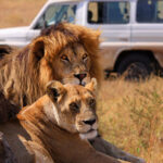 5 Days Murchison Falls and Chimpanzee Trekking Safari