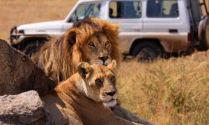 5 Days Murchison Falls and Chimpanzee Trekking Safari