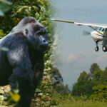 5 Days Uganda Gorilla Fly-in Safari