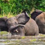 3 Days Murchison Falls National Park Safari