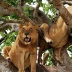 4 Days Queen Elizabeth and Chimpanzee Safari