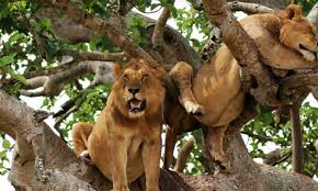 4 Days Queen Elizabeth and Chimpanzee Safari