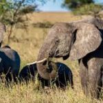 5 Days Kidepo Valley Wildlife Safari