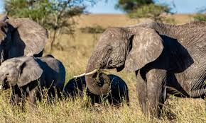 5 Days Kidepo Valley Wildlife Safari - 4x4 Rent A Car Uganda