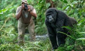 6 Days Rwanda and Uganda Gorilla Safari - 4x4 Rent A Car Uganda